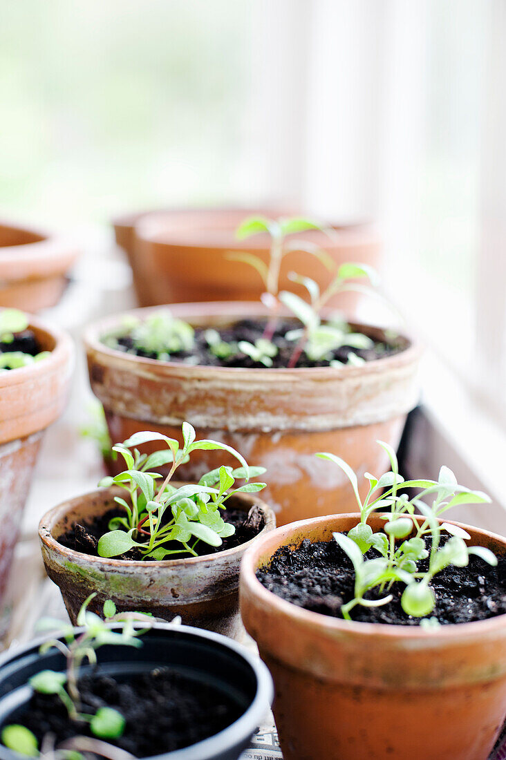 Seedlings in pots