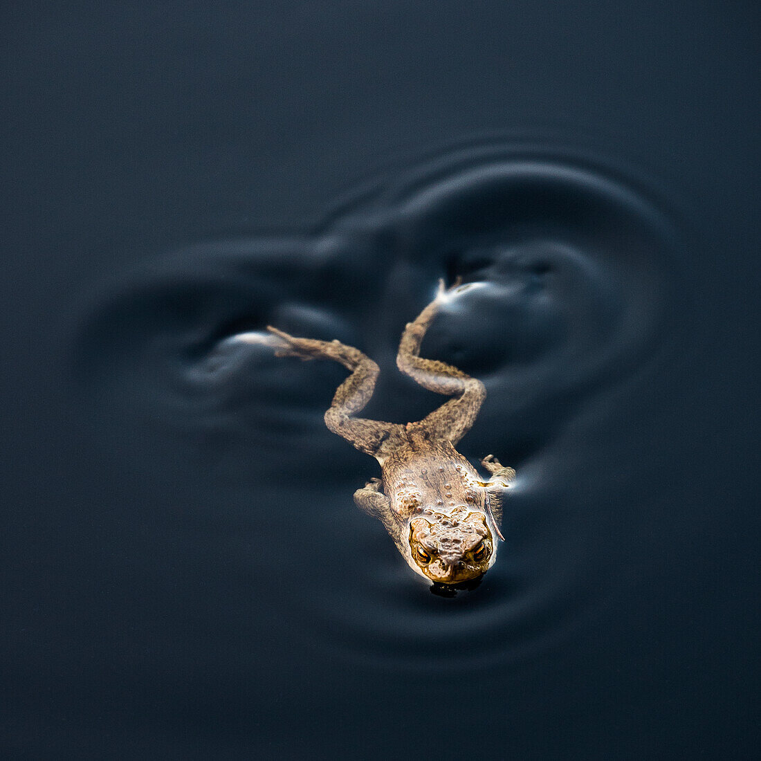 Frosch schwimmt im Wasser