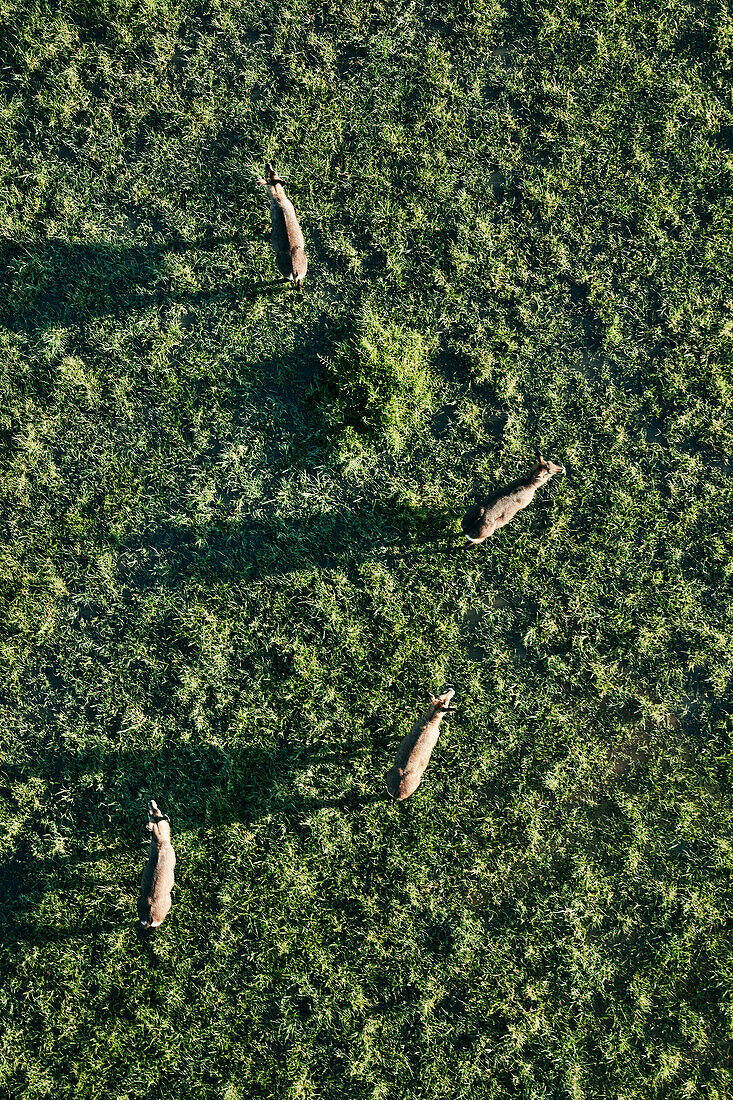 Antilopen auf einer Wiese