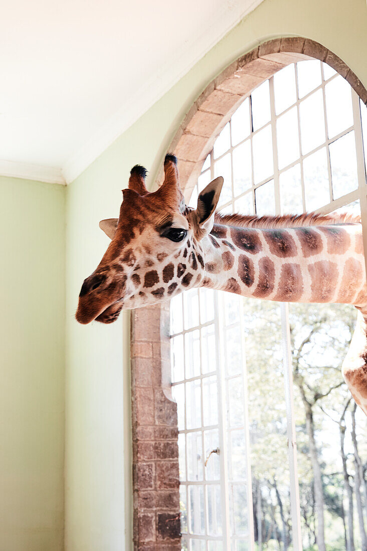 Giraffe schaut durch ein Fenster – Bild kaufen – 13711227 ❘ Image  Professionals