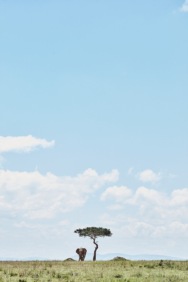 Elephant on savannah