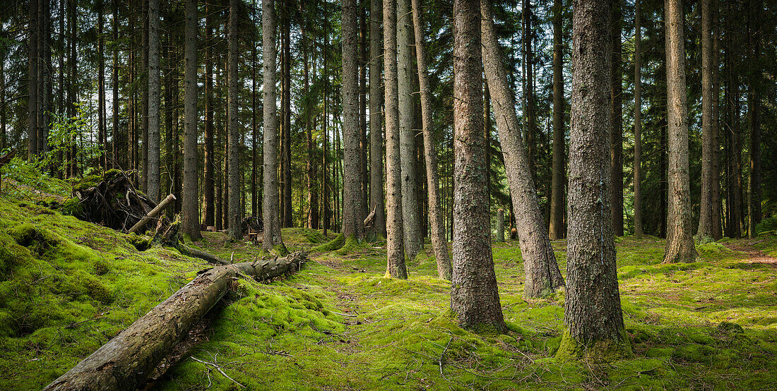 Path in forest