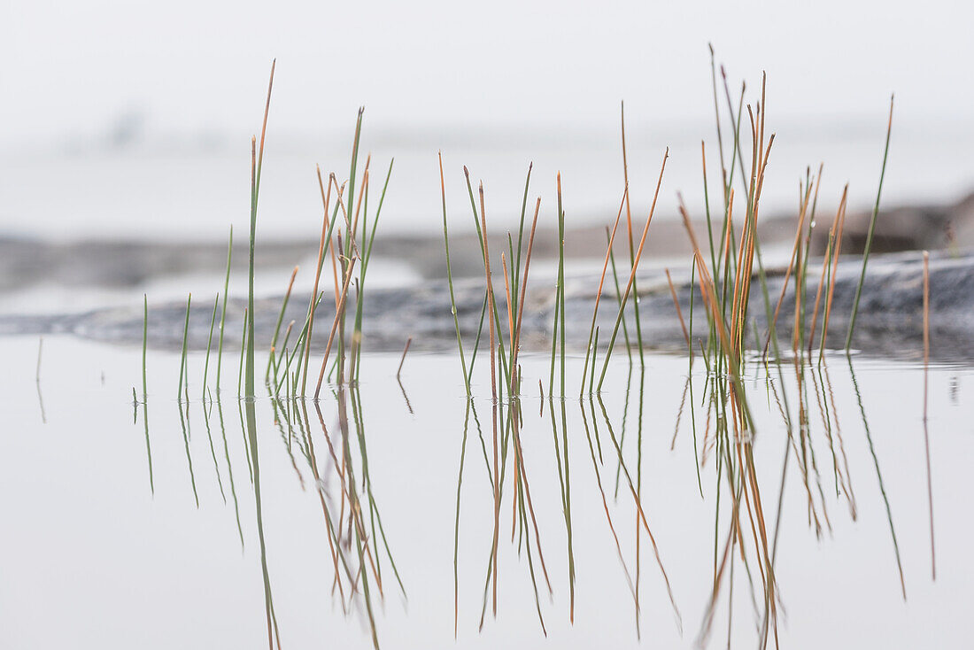 Grass reflecting in water