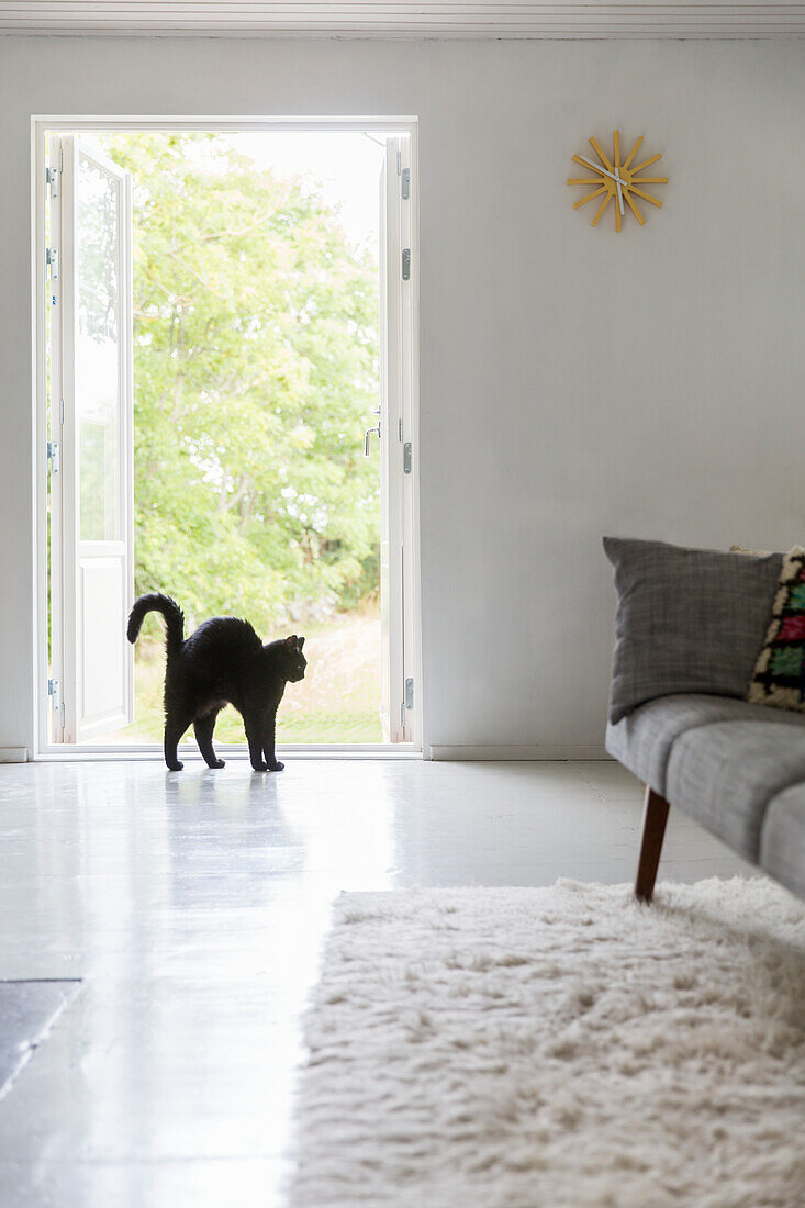 Scared cat in living room