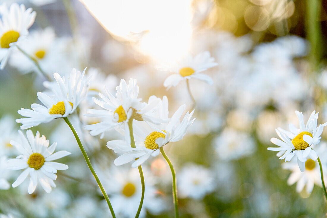 Daisies