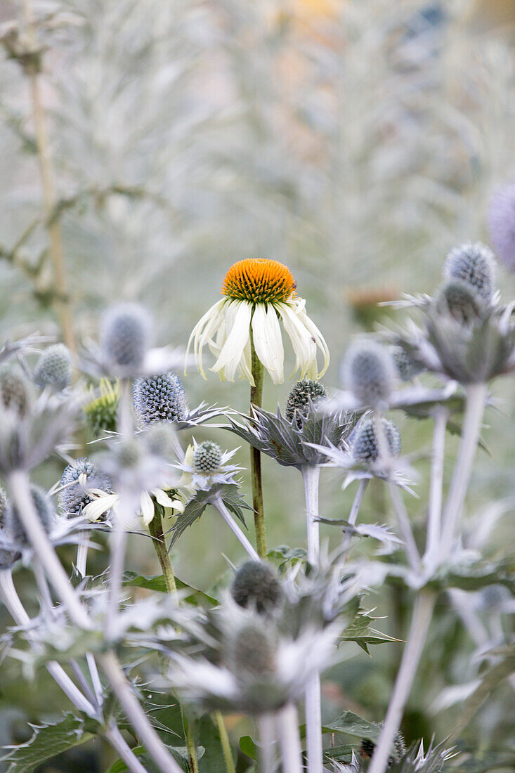 Nahaufnahme von Blumen