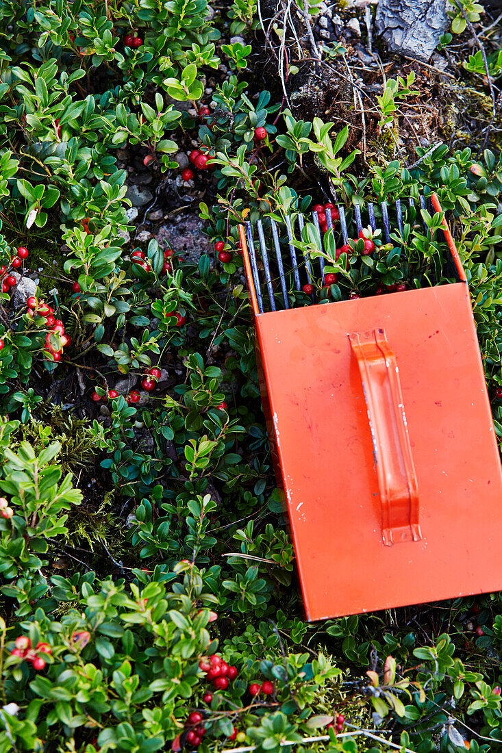 Box and bush with berries