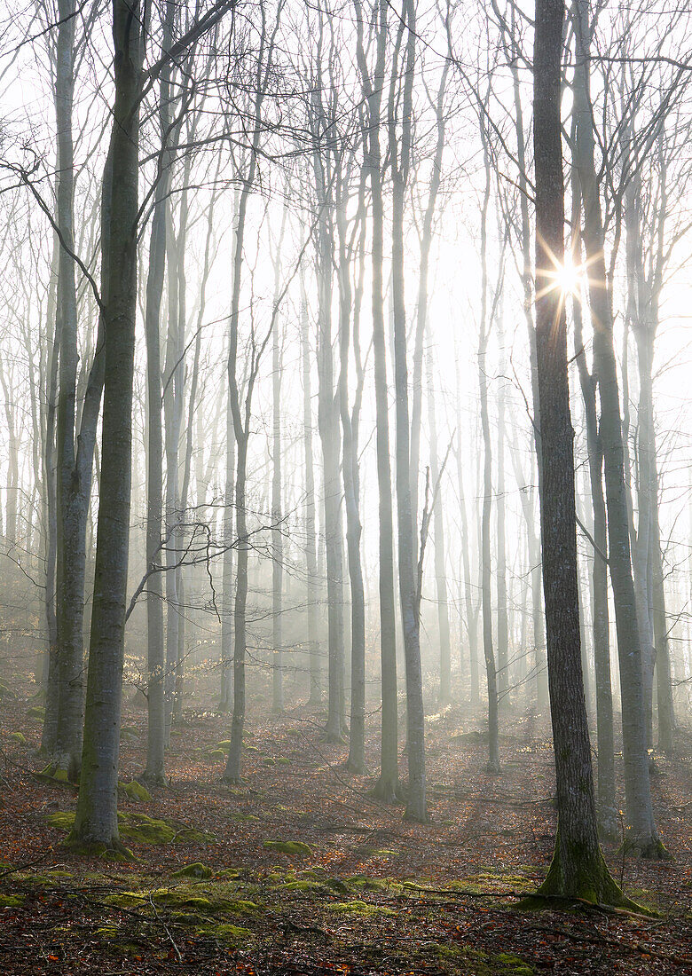 Forest in fog