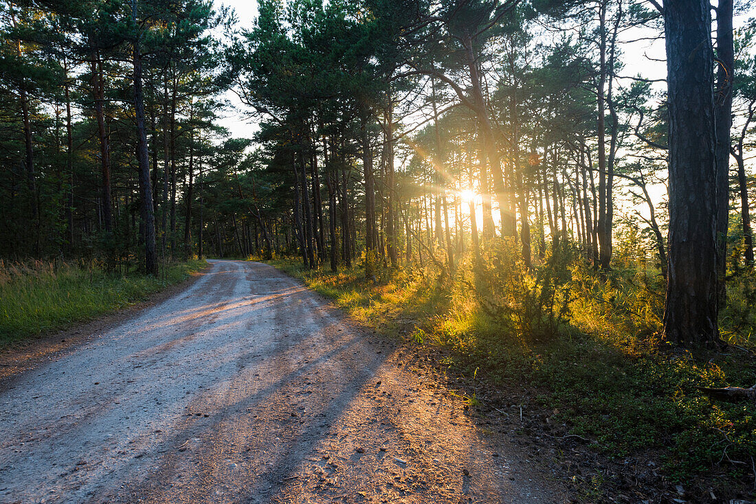 Dirt track through forest