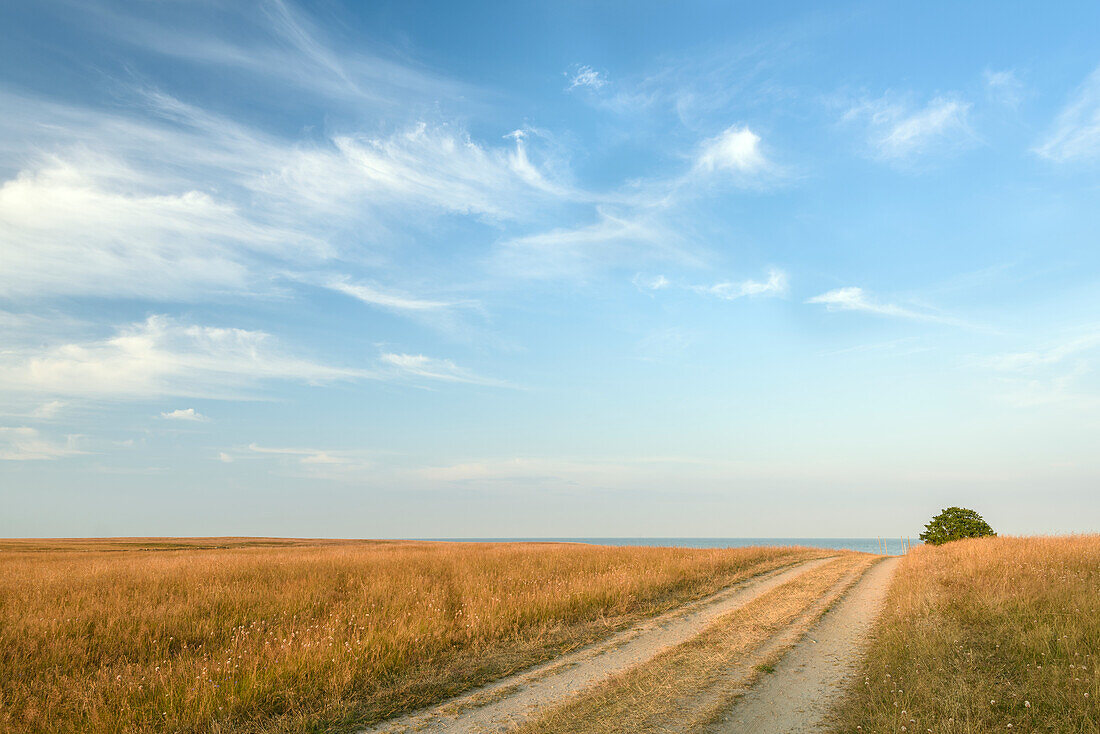 Schotterweg durch eine Wiese