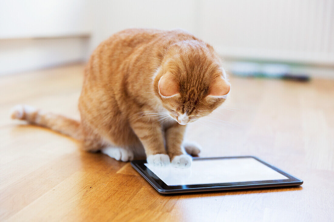 Katze spielt mit digitalem Tablet