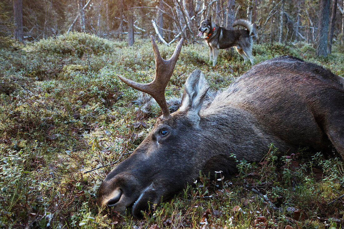 Dead elk in forest