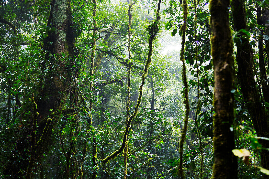 Tropical forest