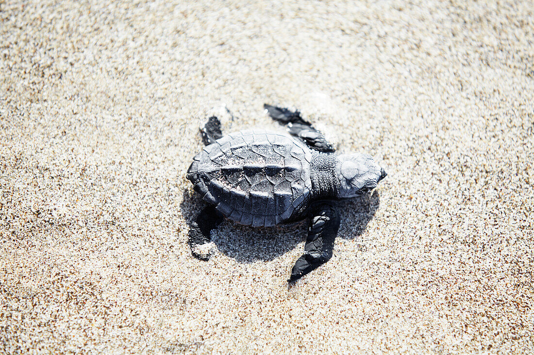 Kleine Schildkröte auf Sand