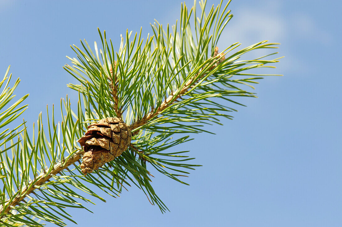 Pine twig with cone