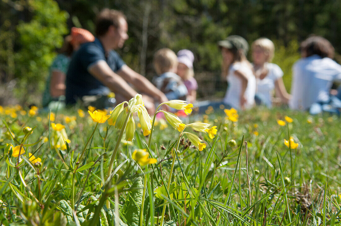 Blühende Schlüsselblume