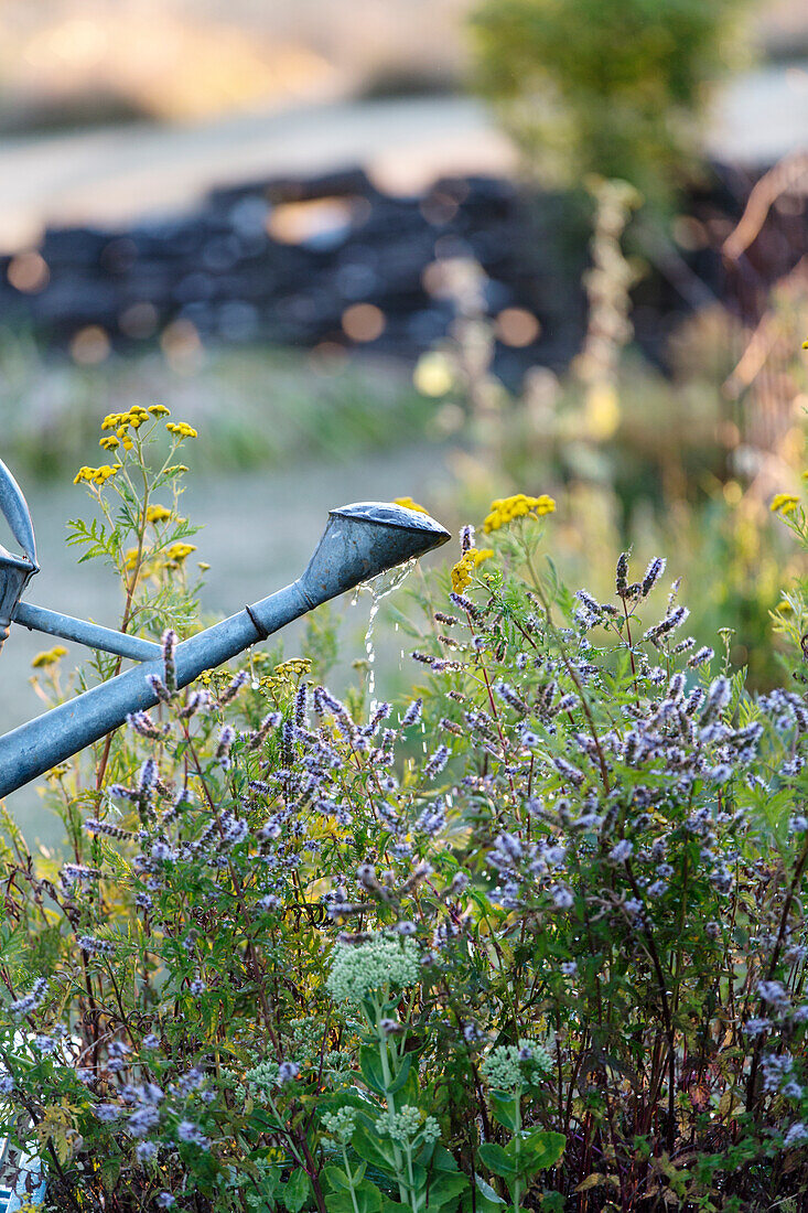 Teil einer Metallgießkanne im Garten