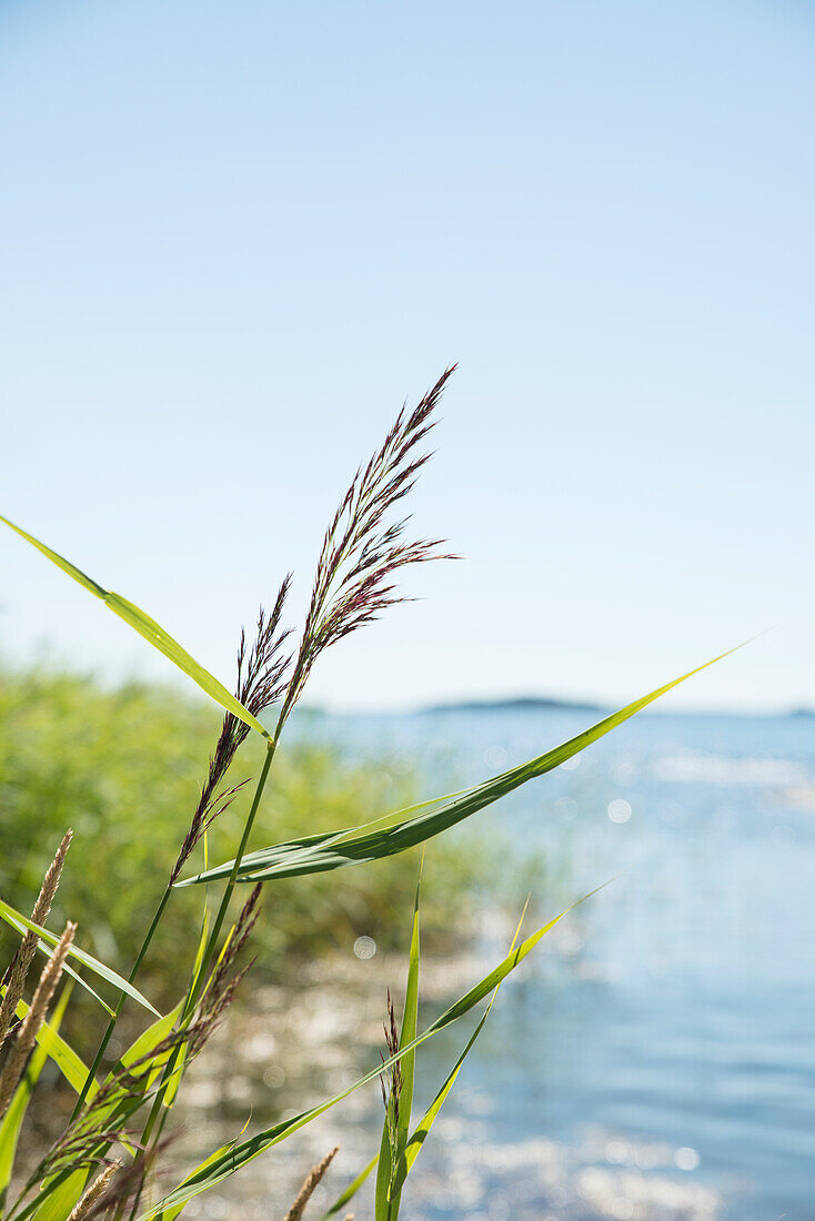 Nahaufnahme von Gras, See im Hintergrund