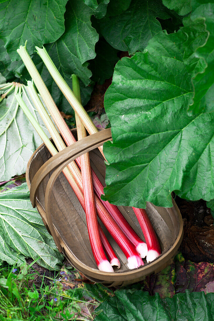 Rhubarb in basket in garden