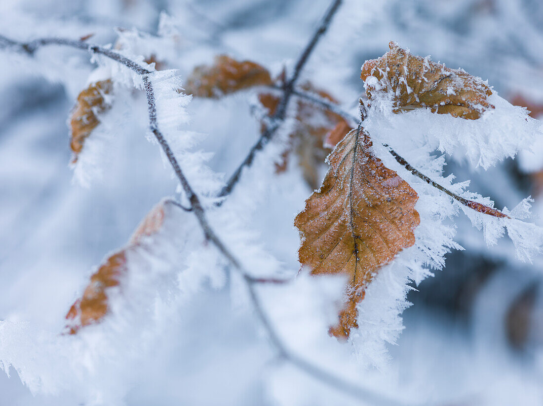 Frost auf Blättern