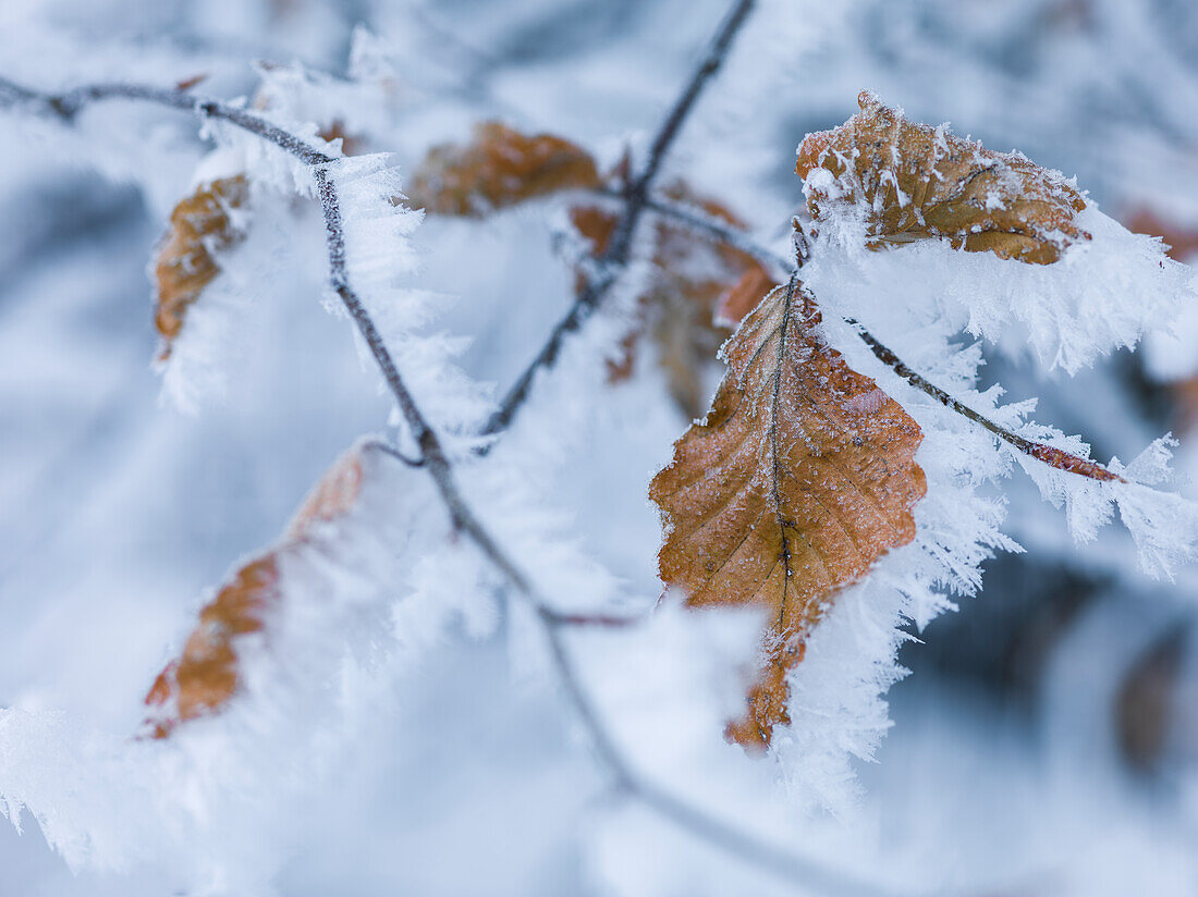 Frost on leaves