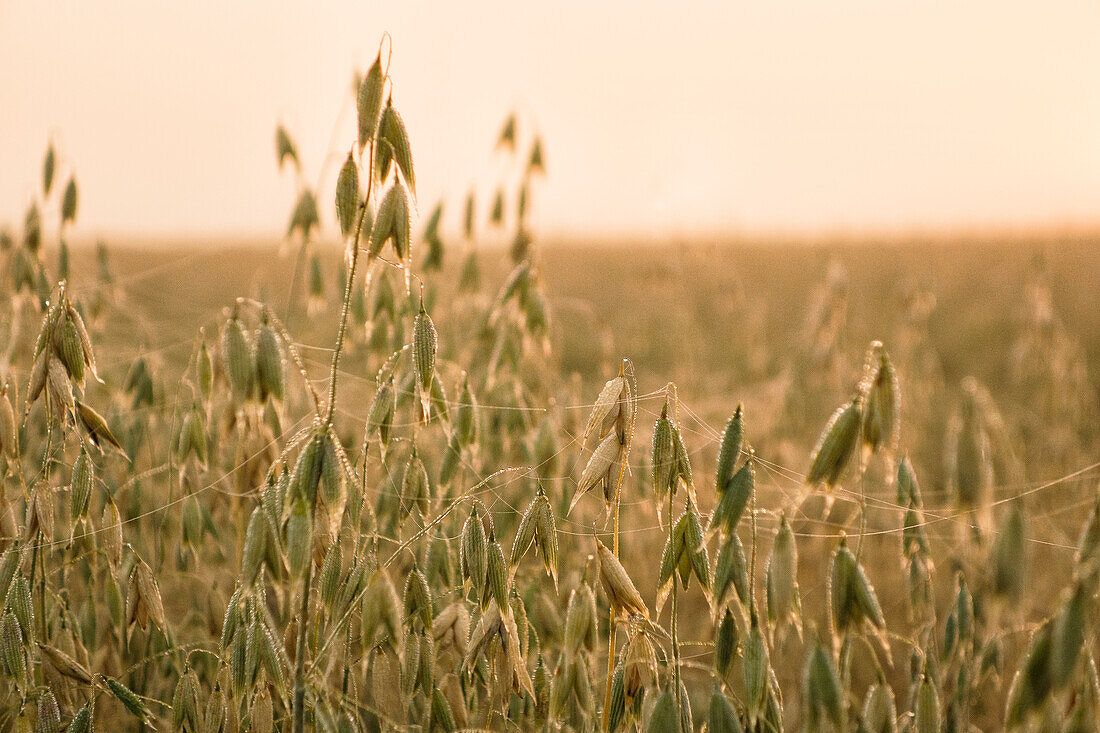 Oat field