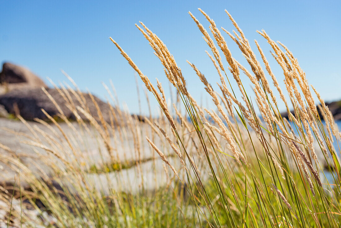 Blades of grass on sea cost