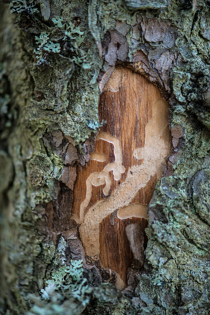 Close-up of damage tree bark