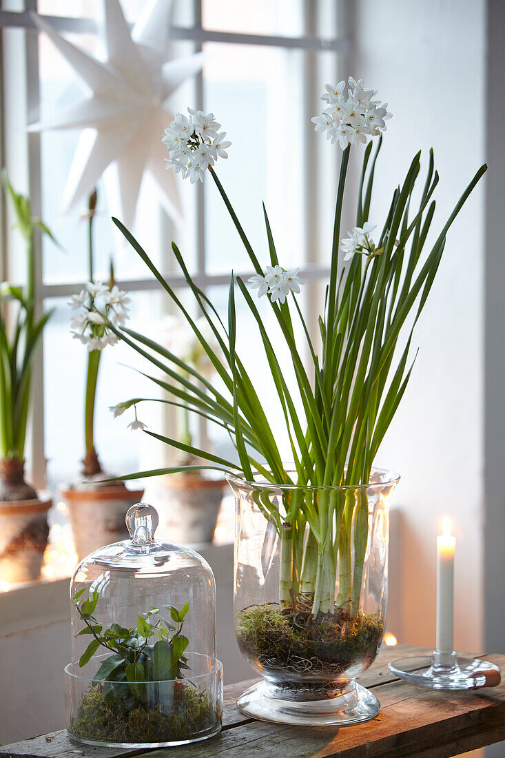 Flowers in glass pot