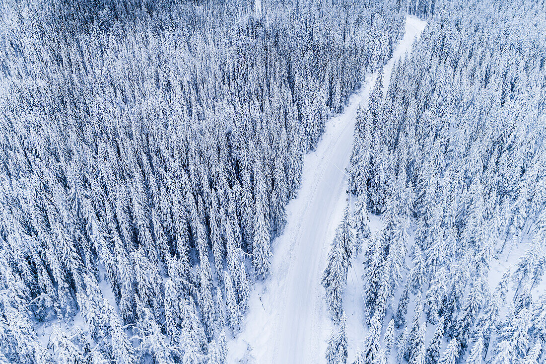 Winter road through forest