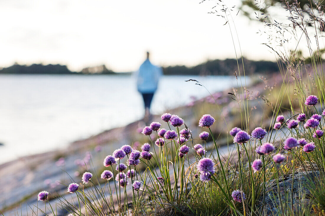 Purple wildflowers