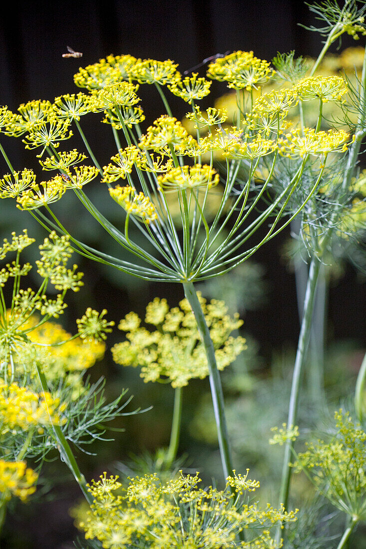 Blühender Dill