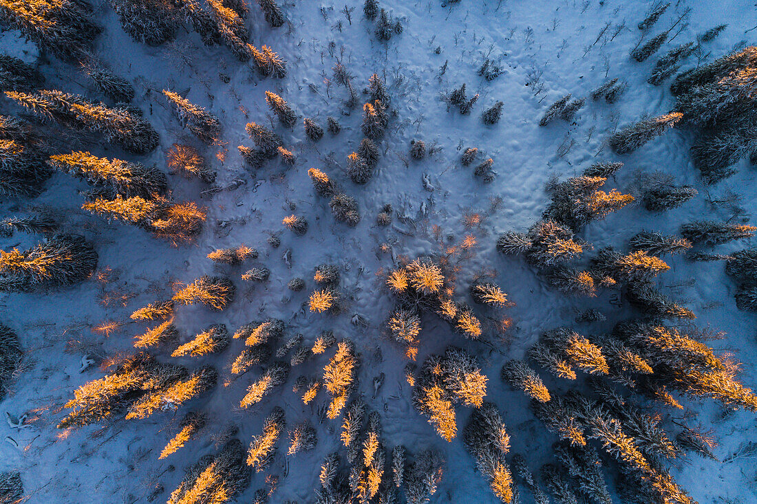 Forest at winter