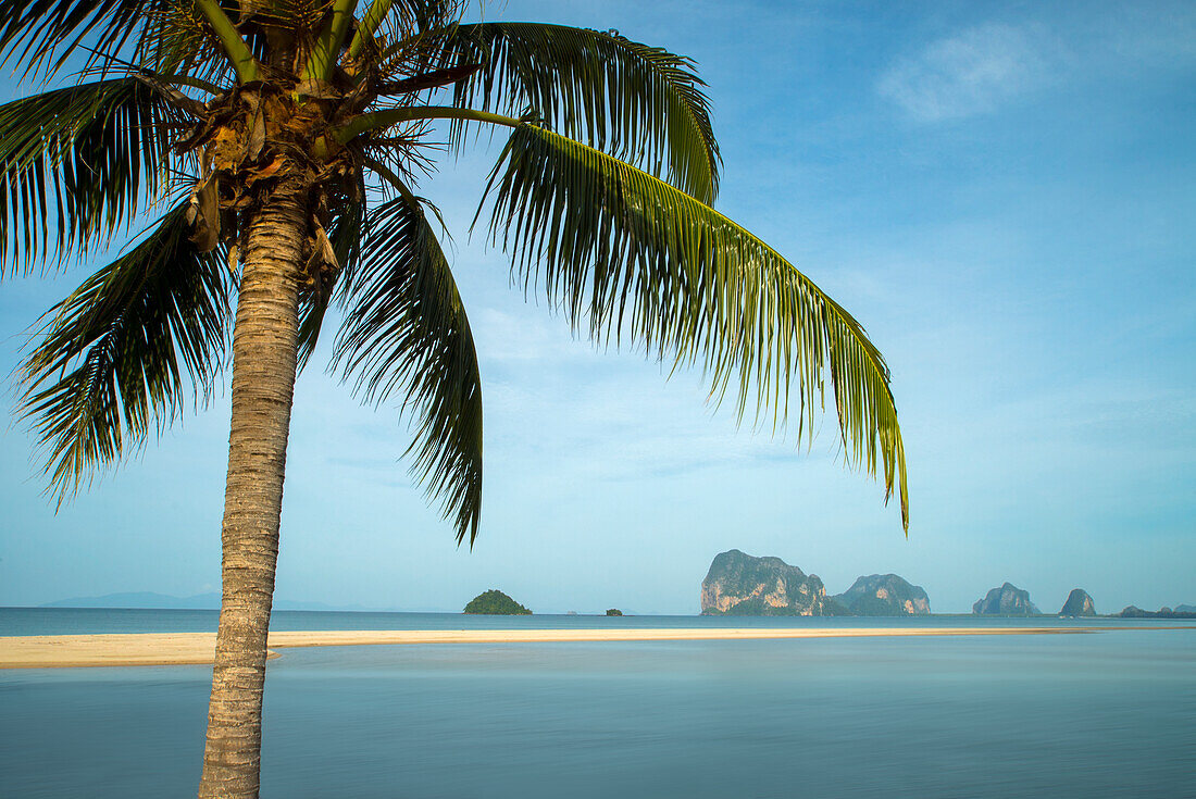 Palm tree and sea