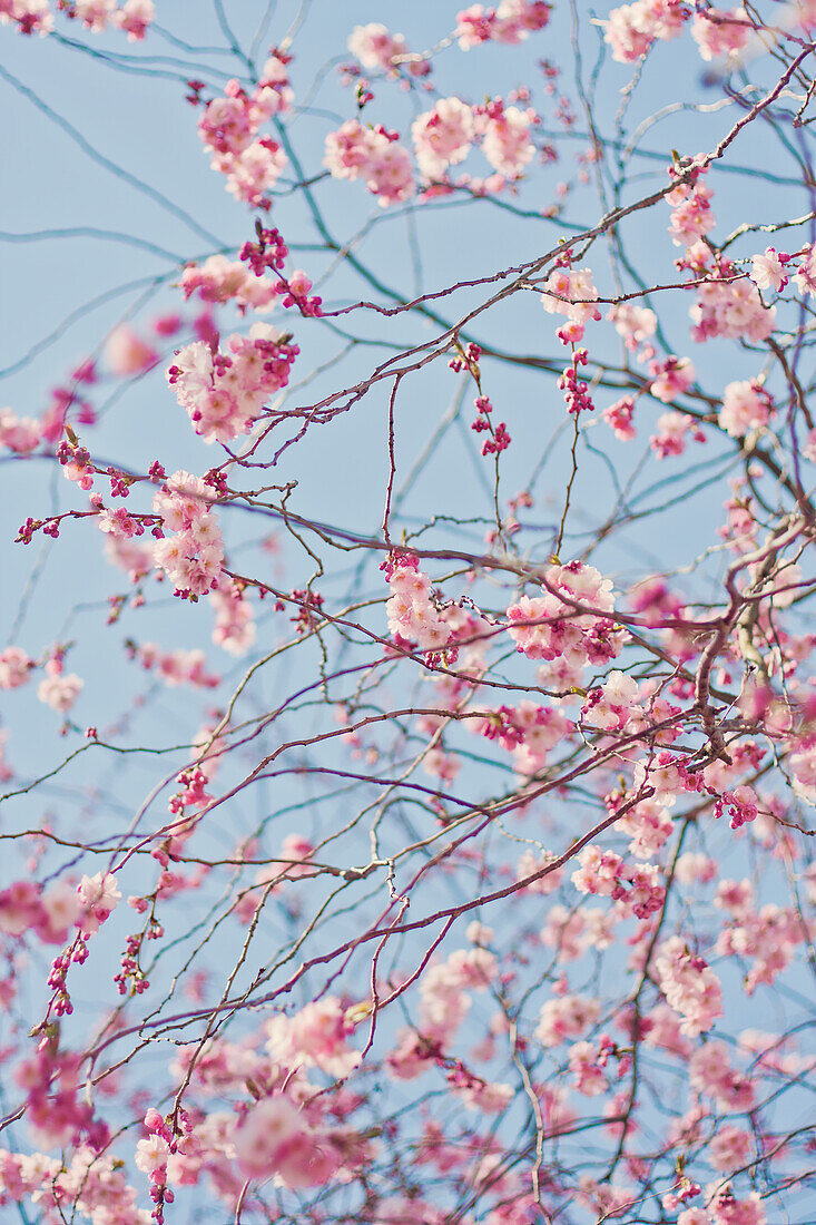 Tree in bloom