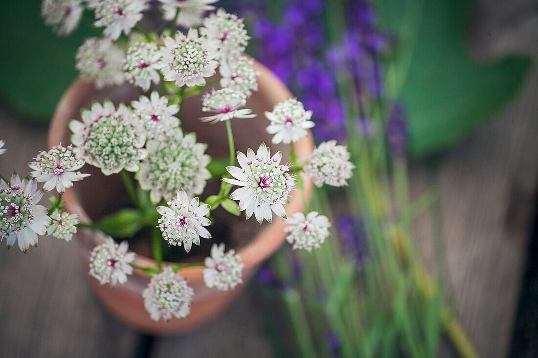 Flowers in flower pot