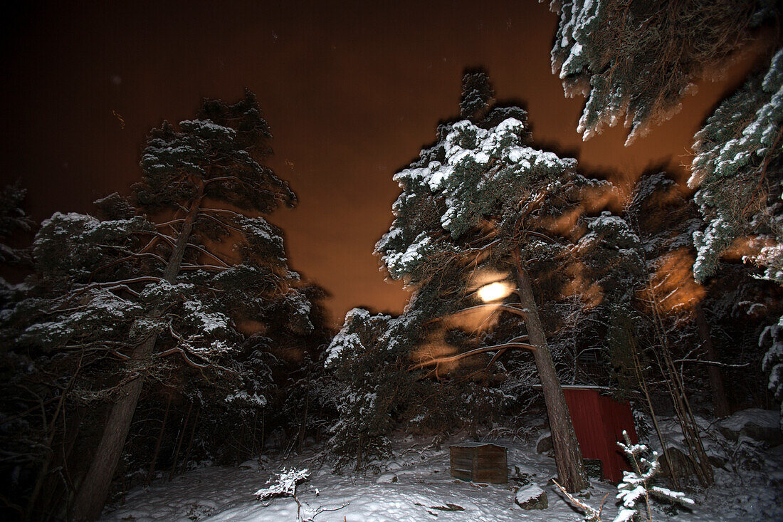 Forest at night in winter