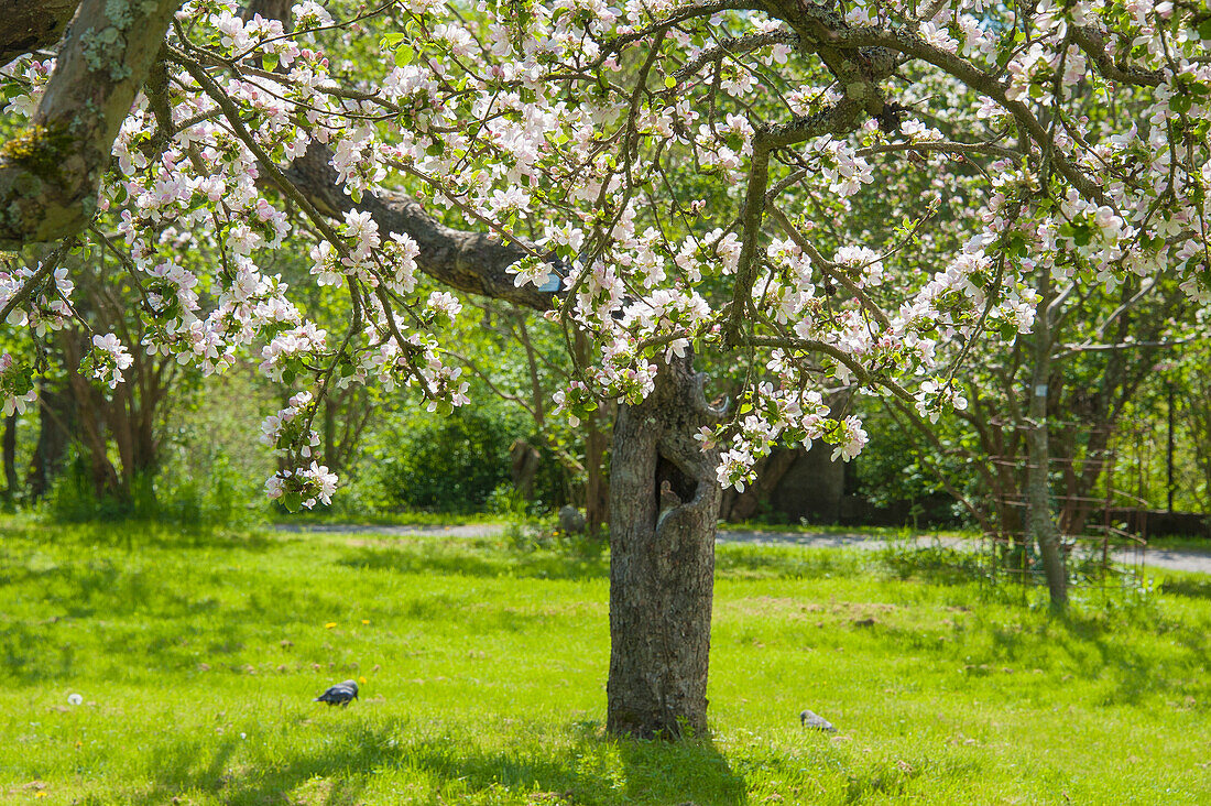 Blühender Baum