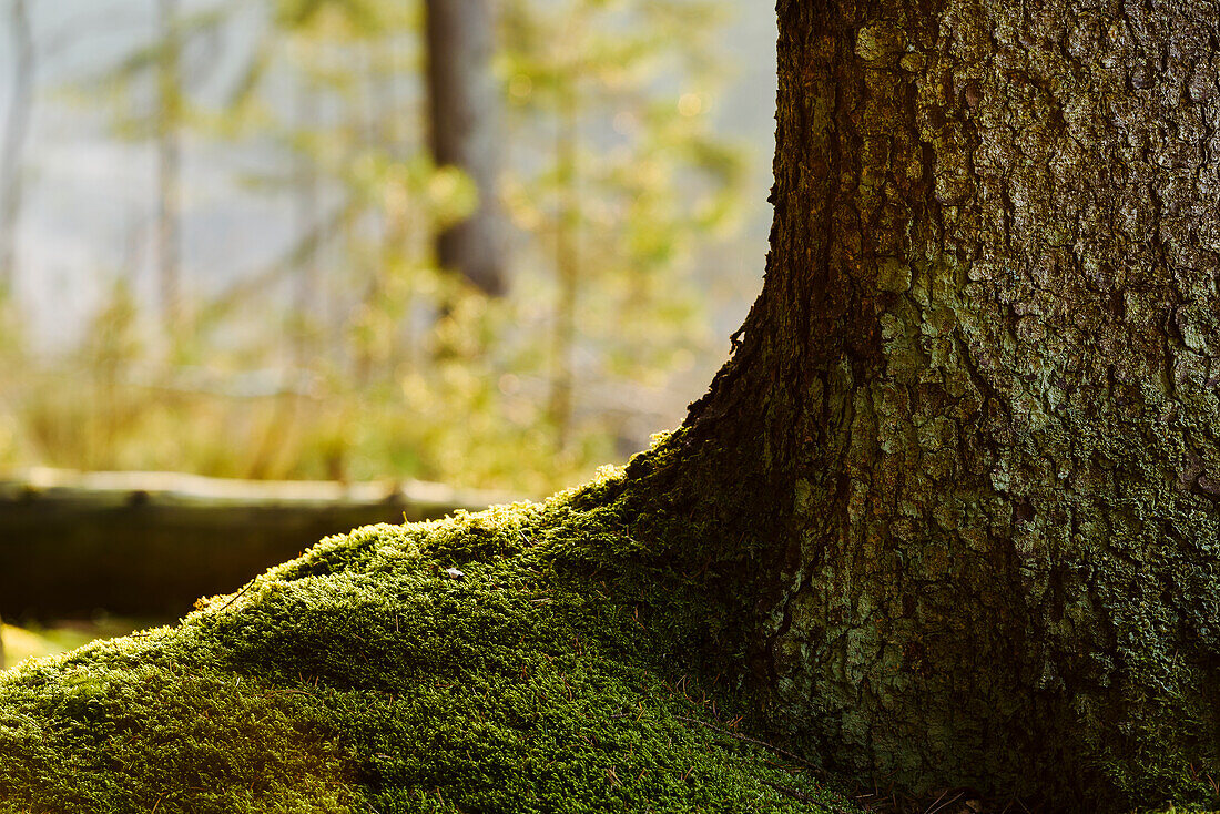 Moos im Wald