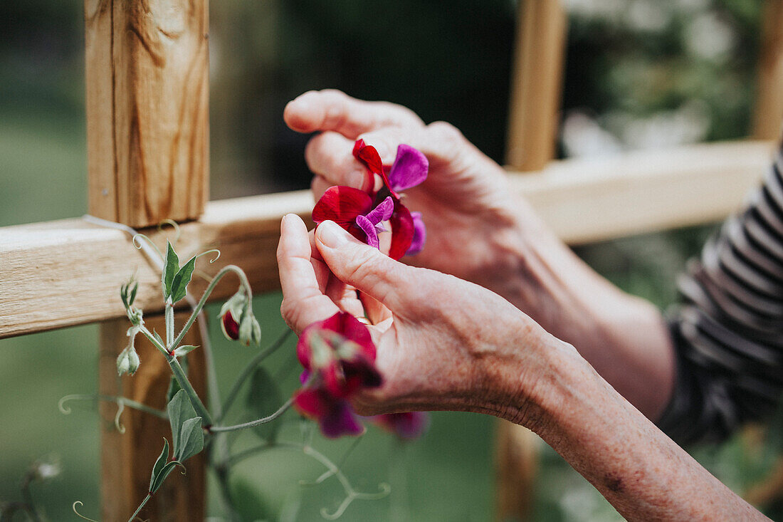 Hands with sweet pea flowers