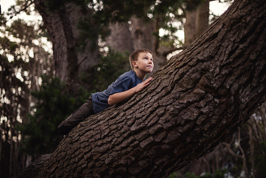 Junge klettert auf Baum