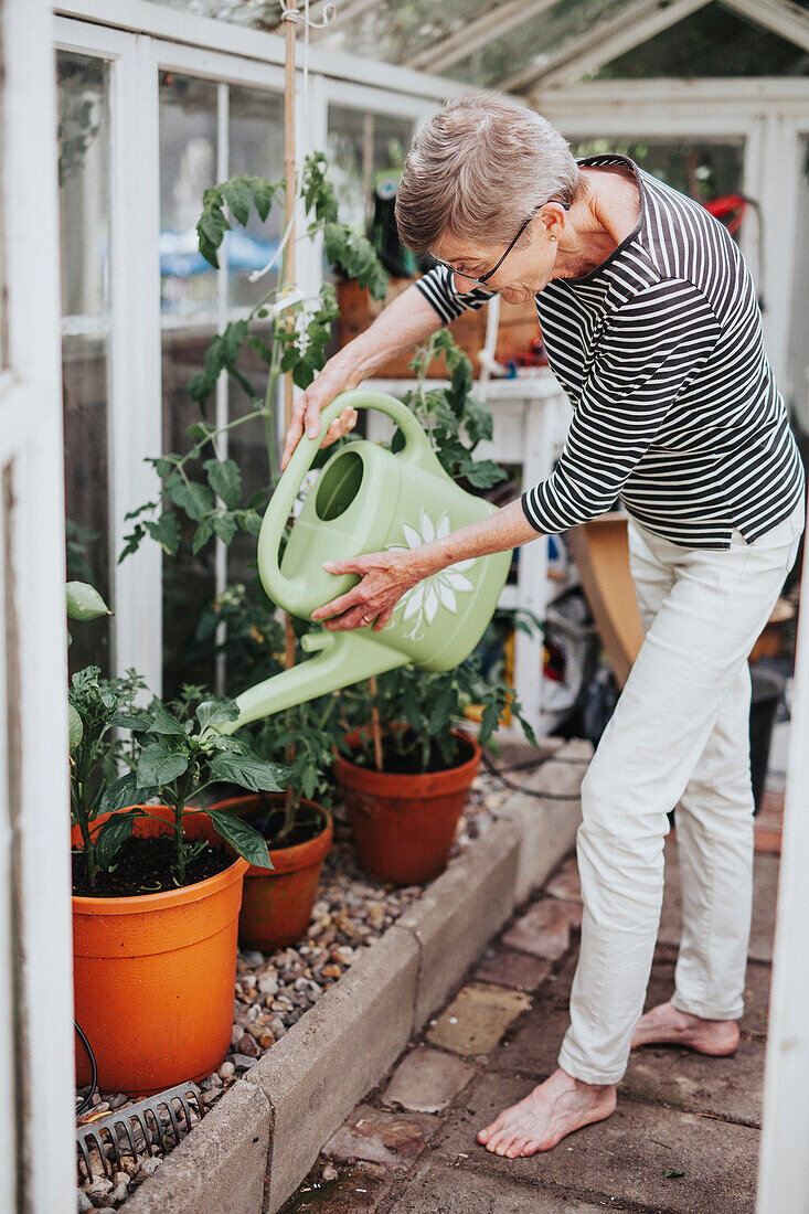 Senior woman watering tomato plant in greenhouse