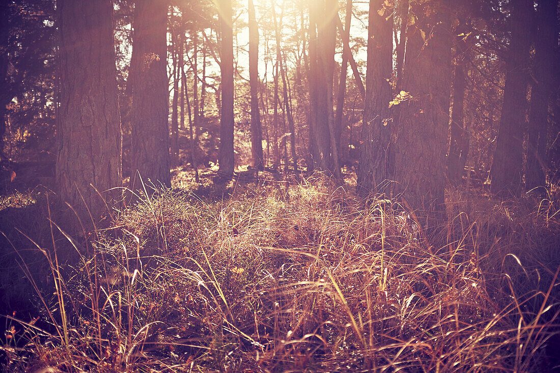 Herbstlicher Wald