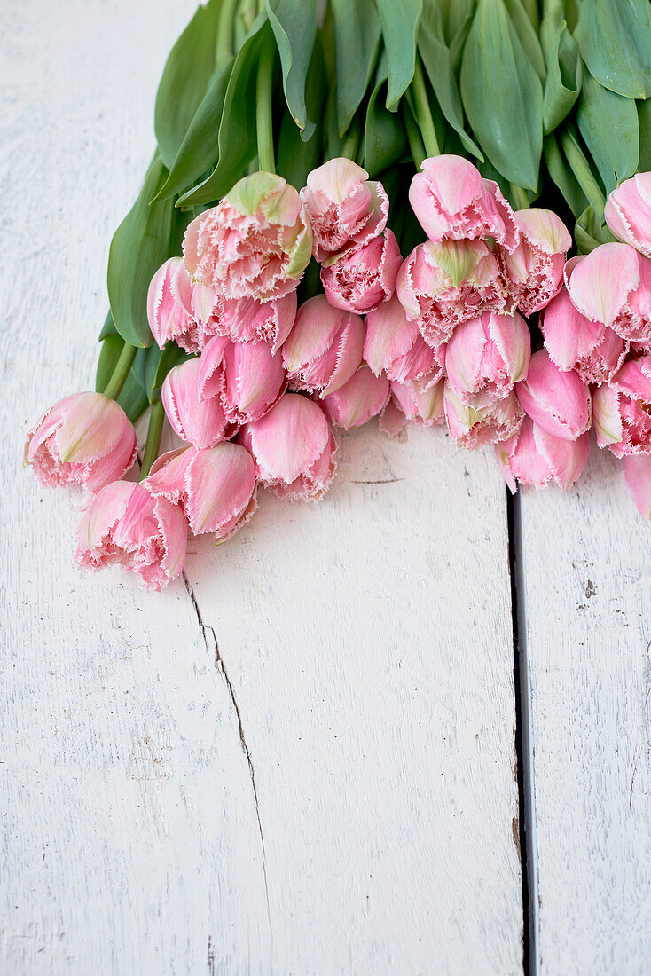 Pink tulips on table