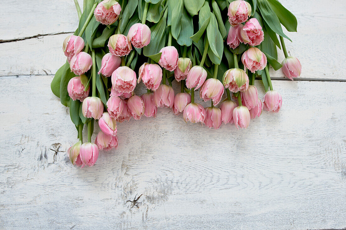 Pink tulips on table