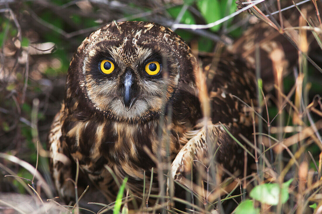 Owl looking at camera