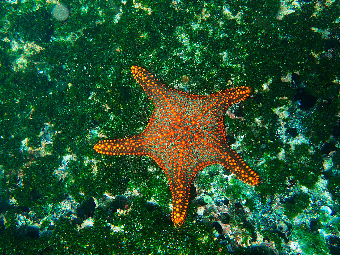 Starfish