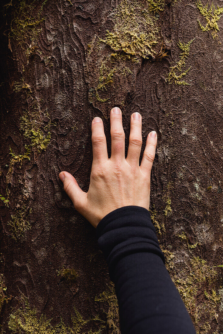 Hand touching tree trunk