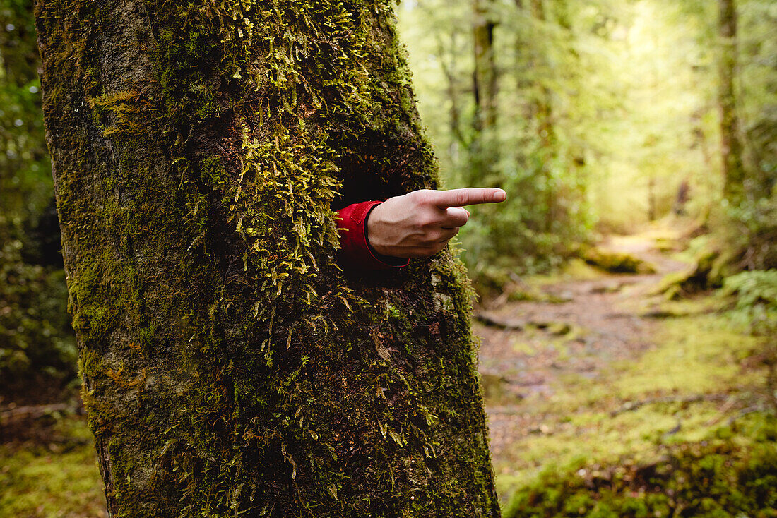 Hand emerging from hole in tree trunk