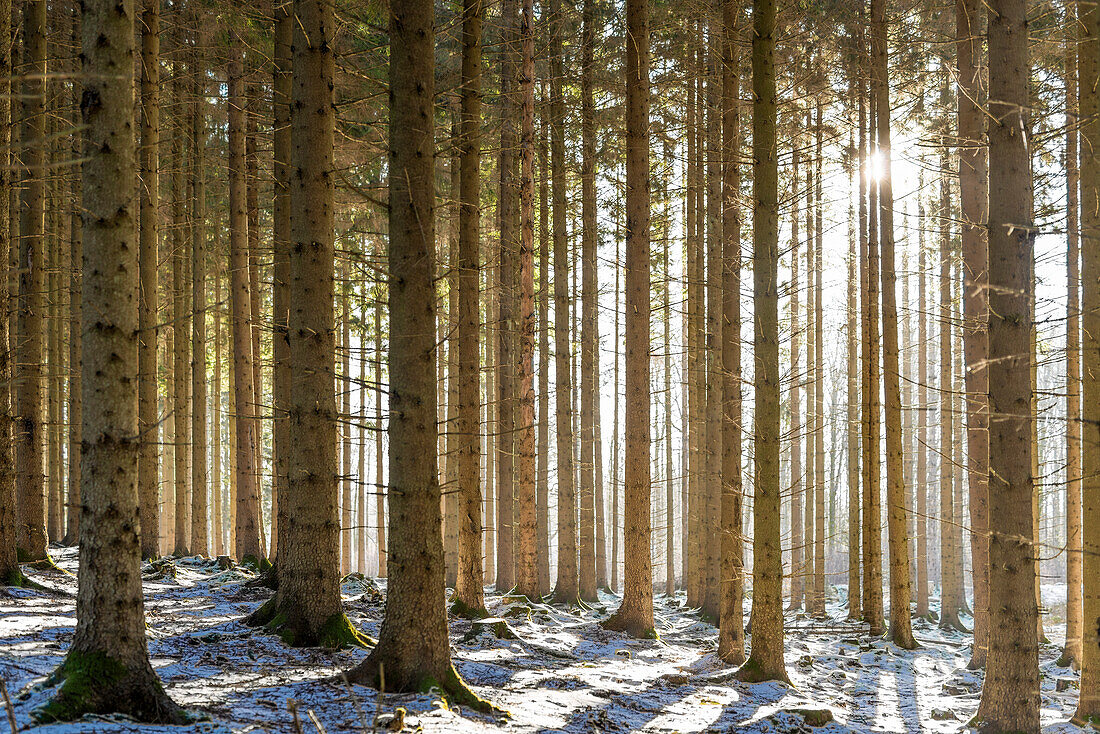 Winter forest